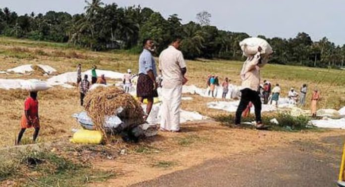 പെരിങ്ങര വടവടിപ്പാടത്ത് നെല്ലുസംഭരണം തുടങ്ങി പെരിങ്ങര വടവടിപ്പാടത്ത് നെല്ലുസംഭരണം തുടങ്ങി