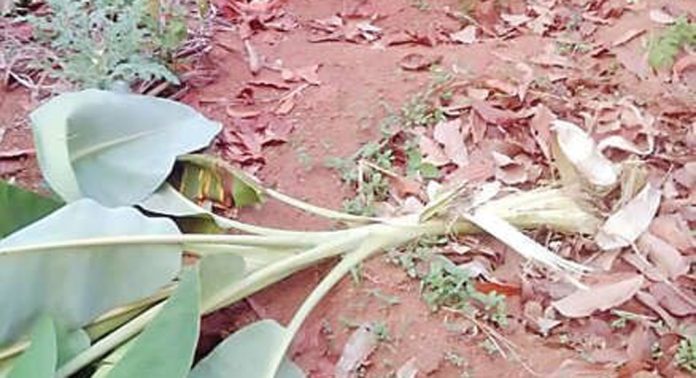വള്ളികുന്നത്തിന്റെ കിഴക്കൻമേഖലയിൽ കാട്ടുപന്നികളുടെ ആക്രമണവും ശല്യവും രൂക്ഷമാകുന്നു വള്ളികുന്നത്തിന്റെ കിഴക്കൻമേഖലയിൽ കാട്ടുപന്നികളുടെ ആക്രമണവും ശല്യവും രൂക്ഷമാകുന്നു