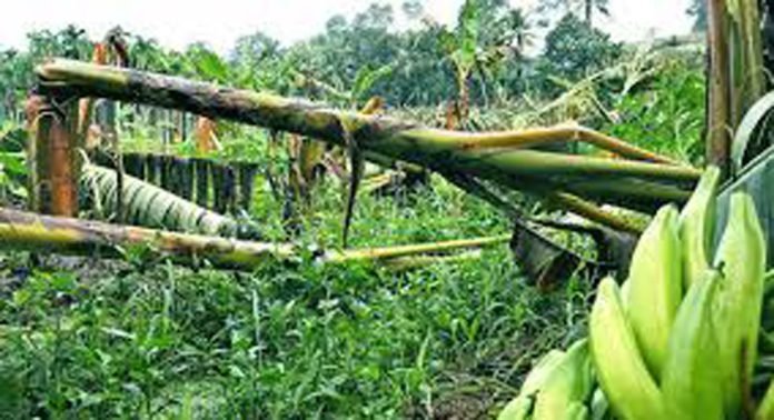 ചൂടും വേനല്മഴയും ; ഏത്തവാഴ കര്ഷകര് പ്രതിസന്ധിയില് ചൂടും വേനല്മഴയും ; ഏത്തവാഴ കര്ഷകര് പ്രതിസന്ധിയില്