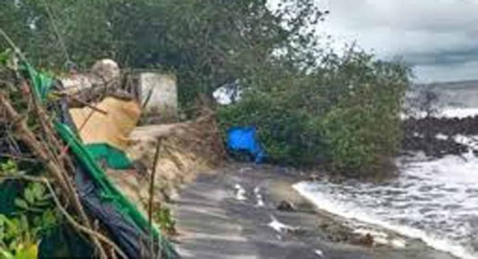 കടലാക്രമണം ശക്തമായതോടെ പുന്നപ്ര വിയാനിയില് തെങ്ങുകളും ഫലവൃക്ഷങ്ങളും കടപുഴകി വീണു കടലാക്രമണം ശക്തമായതോടെ പുന്നപ്ര വിയാനിയില് തെങ്ങുകളും ഫലവൃക്ഷങ്ങളും കടപുഴകി വീണു