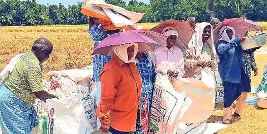 പുഞ്ചക്കൊയ്ത്ത് പൂര്ത്തിയായി ; ആലപ്പുഴയിൽനിന്ന് സംഭരിച്ചത് 1.22 ലക്ഷം ടണ് നെല്ല് പുഞ്ചക്കൊയ്ത്ത് പൂര്ത്തിയായി ; ആലപ്പുഴയിൽനിന്ന് സംഭരിച്ചത് 1.22 ലക്ഷം ടണ് നെല്ല്