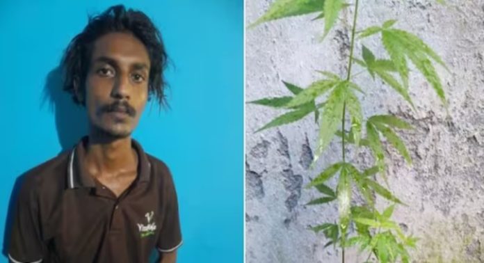 വീട്ടിൽ കഞ്ചാവ് ചെടികള് നട്ടുവളർത്തി ; തിരുവനന്തപുരത്ത് 23കാരൻ അറസ്റ്റിൽ വീട്ടിൽ കഞ്ചാവ് ചെടികള് നട്ടുവളർത്തി ; തിരുവനന്തപുരത്ത് 23കാരൻ അറസ്റ്റിൽ