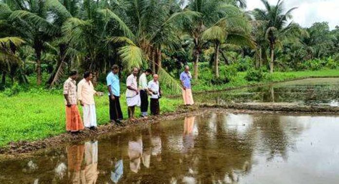 പൂഴിക്കാട് ശാസ്താംപടി ഏലായിൽ വിരിപ്പൂകൃഷി തുടങ്ങി പൂഴിക്കാട് ശാസ്താംപടി ഏലായിൽ വിരിപ്പൂകൃഷി തുടങ്ങി