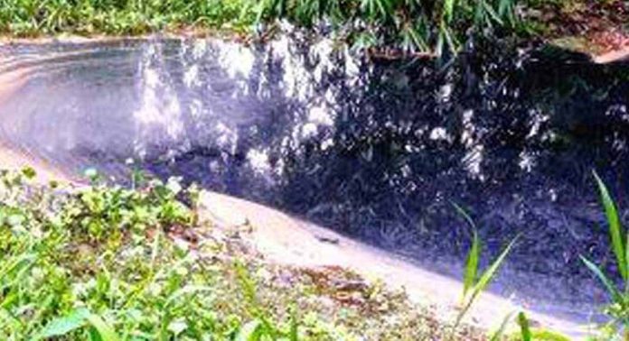 പോളയും കാടും നിറഞ്ഞ് പെരിങ്ങര തോട് പോളയും കാടും നിറഞ്ഞ് പെരിങ്ങര തോട്