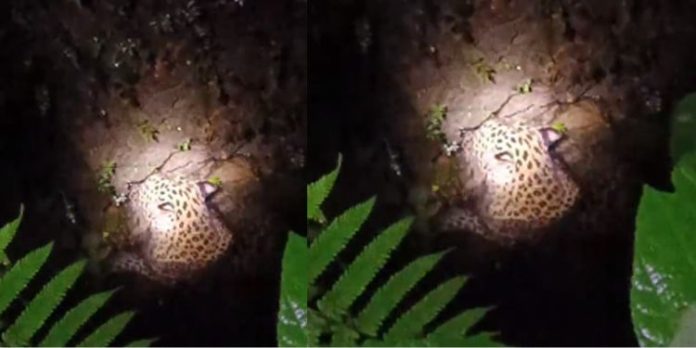 അതിരപ്പിള്ളിയില് കിണറ്റില് വീണ പുലിയെ വനംവകുപ്പ് ഉദ്യോഗസ്ഥര് രക്ഷപ്പെടുത്തി അതിരപ്പിള്ളിയില് കിണറ്റില് വീണ പുലിയെ വനംവകുപ്പ് ഉദ്യോഗസ്ഥര് രക്ഷപ്പെടുത്തി