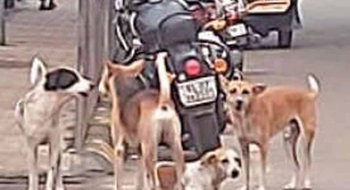 ആലപ്പുഴ നഗരത്തിലും പരിസരപ്രദേശത്തും തെരുവുനായശല്യം രൂക്ഷം ആലപ്പുഴ നഗരത്തിലും പരിസരപ്രദേശത്തും തെരുവുനായശല്യം രൂക്ഷം