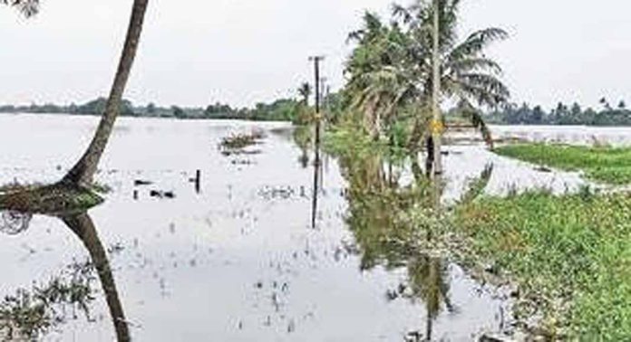 മഴ ; ദുരിതംവിട്ടൊഴിയാതെ നഗരത്തിലെ പാടശേഖരമേഖലകൾ മഴ ; ദുരിതംവിട്ടൊഴിയാതെ നഗരത്തിലെ പാടശേഖരമേഖലകൾ