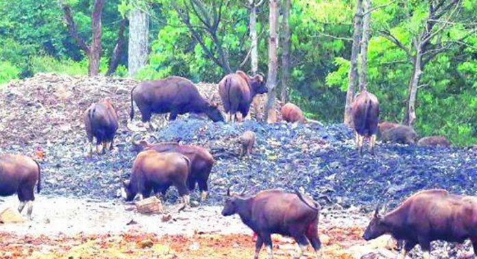 പാണ്ടിത്താവളത്തിൽ ആനയും കാട്ടുപോത്തും ; ജാഗ്രതയോടെ വനംവകുപ്പ് പാണ്ടിത്താവളത്തിൽ ആനയും കാട്ടുപോത്തും ; ജാഗ്രതയോടെ വനംവകുപ്പ്