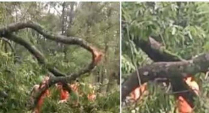 കനത്ത മഴയിലും കാറ്റിലും മരംമുറിഞ്ഞ് ബൈക്ക് യാത്രക്കാരന് മുകളിലേക്ക് വീണു, യുവാവിന് ഗുരുതര പരിക്ക് കനത്ത മഴയിലും കാറ്റിലും മരംമുറിഞ്ഞ് ബൈക്ക് യാത്രക്കാരന് മുകളിലേക്ക് വീണു, യുവാവിന് ഗുരുതര പരിക്ക്