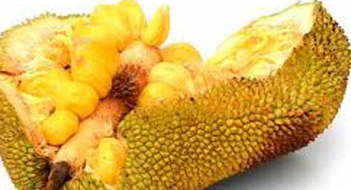 ചക്ക ക്യാന്സറിനെ പ്രതിരോധിക്കാന് സഹായിക്കുന്നു ചക്ക ക്യാന്സറിനെ പ്രതിരോധിക്കാന് സഹായിക്കുന്നു