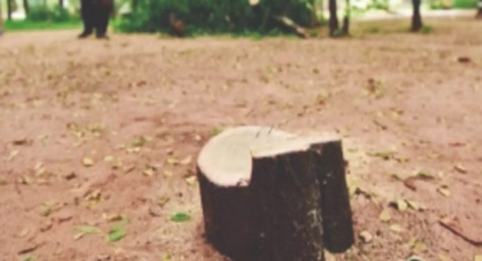 സ്വാഭാവിക ചന്ദന തോട്ടങ്ങളിൽ നിന്ന് മോഷണം പോയത് അഞ്ച് മരങ്ങൾ ; പ്രതികളെക്കുറിച്ച് സൂചനയില്ലാതെ വനം വകുപ്പ് സ്വാഭാവിക ചന്ദന തോട്ടങ്ങളിൽ നിന്ന് മോഷണം പോയത് അഞ്ച് മരങ്ങൾ ; പ്രതികളെക്കുറിച്ച് സൂചനയില്ലാതെ വനം വകുപ്പ്