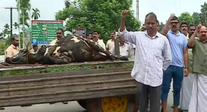 രണ്ട് പശുക്കളെ കൂടി തോൽപ്പെട്ടി 17 കൊന്നു ; റോഡ് ഉപരോധിച്ച് നാട്ടുകാർ ; കടുവയെ പിടിക്കാൻ നിർദേശം നൽകി മന്ത്രി രണ്ട് പശുക്കളെ കൂടി തോൽപ്പെട്ടി 17 കൊന്നു ; റോഡ് ഉപരോധിച്ച് നാട്ടുകാർ ; കടുവയെ പിടിക്കാൻ നിർദേശം നൽകി മന്ത്രി