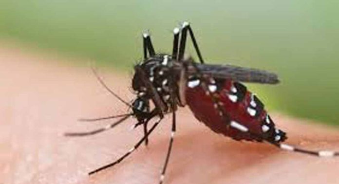 പന്തളത്ത് വിവിധ വാർഡുകളിലായി ഡെങ്കിപ്പനി സ്ഥിരീകരിച്ചത് ഒൻപതുപേർക്ക് പന്തളത്ത് വിവിധ വാർഡുകളിലായി ഡെങ്കിപ്പനി സ്ഥിരീകരിച്ചത് ഒൻപതുപേർക്ക്