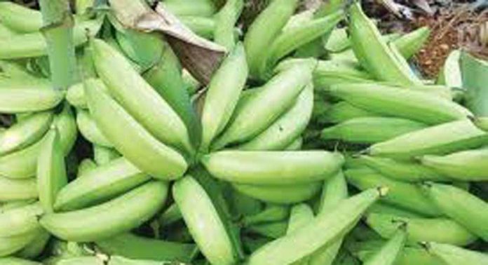 വാഴക്കുലയ്ക്ക് വില ഉയർന്നപ്പോൾ വിളവില്ല ; കർഷകർ നിരാശയിൽ വാഴക്കുലയ്ക്ക് വില ഉയർന്നപ്പോൾ വിളവില്ല ; കർഷകർ നിരാശയിൽ