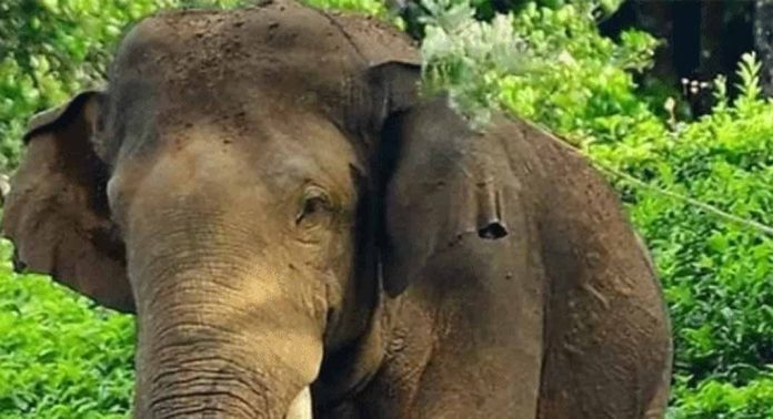 അരുവാപ്പുലം കല്ലേലി എസ്റ്റേറ്റിൽ വർധിച്ചുവരുന്ന കാട്ടാന ശല്യത്തിനെതിരെ നടപടി സ്വീകരിക്കാതെ അധികൃതർ അരുവാപ്പുലം കല്ലേലി എസ്റ്റേറ്റിൽ വർധിച്ചുവരുന്ന കാട്ടാന ശല്യത്തിനെതിരെ നടപടി സ്വീകരിക്കാതെ അധികൃതർ