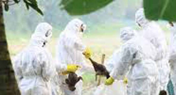 പക്ഷിപ്പനി : പ്രതിരോധ ഗുളികയ്ക്കു ക്ഷാമം പക്ഷിപ്പനി : പ്രതിരോധ ഗുളികയ്ക്കു ക്ഷാമം