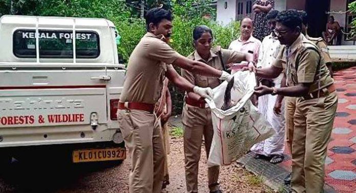 കോട്ടാങ്ങലില് കല്ലംമാക്കൽ-മടത്തും മുറി റോഡിൽ ചുരംകുറ്റിയ്ക്ക് സമീപം വീണ്ടും ചത്ത നിലയിൽ കുറുക്കന്റെ ജഡം കണ്ടെത്തി കോട്ടാങ്ങലില് കല്ലംമാക്കൽ-മടത്തും മുറി റോഡിൽ ചുരംകുറ്റിയ്ക്ക് സമീപം വീണ്ടും ചത്ത നിലയിൽ കുറുക്കന്റെ ജഡം കണ്ടെത്തി