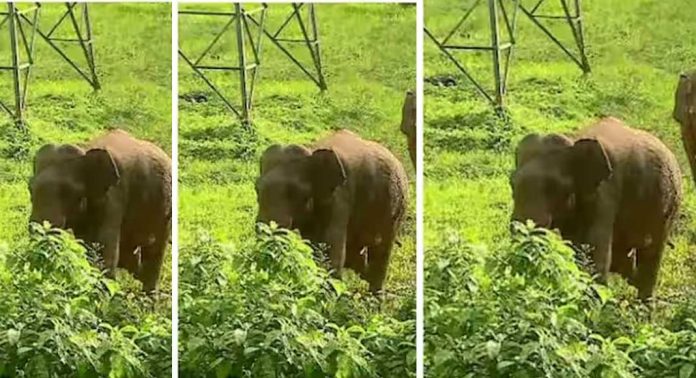 വയനാട് പനമരത്ത് ജനവാസ മേഖലയിൽ കാട്ടാനക്കൂട്ടമിറങ്ങി വയനാട് പനമരത്ത് ജനവാസ മേഖലയിൽ കാട്ടാനക്കൂട്ടമിറങ്ങി