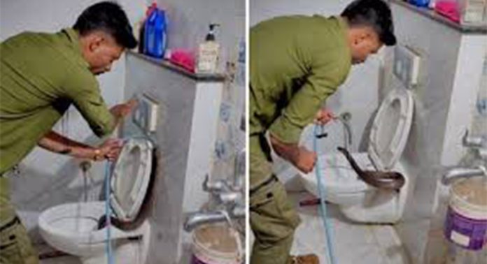 ക്ലോസറ്റിനുള്ളിൽ മൂർഖൻ പാമ്പ് ; പുറത്തുചാടിച്ചത് വെള്ളമൊഴിച്ച് ക്ലോസറ്റിനുള്ളിൽ മൂർഖൻ പാമ്പ് ; പുറത്തുചാടിച്ചത് വെള്ളമൊഴിച്ച്