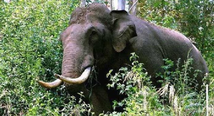 സഞ്ചാരികളുടെ വാഹനങ്ങൾക്ക് നേരെ കാട്ടാന ആക്രമണം സഞ്ചാരികളുടെ വാഹനങ്ങൾക്ക് നേരെ കാട്ടാന ആക്രമണം