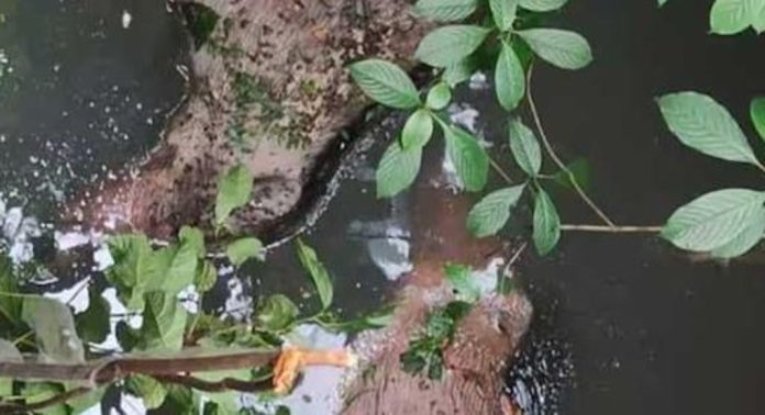കിണറില് കാട്ടുപന്നികളെ ചത്തനിലയിൽ കണ്ടെത്തി കിണറില് കാട്ടുപന്നികളെ ചത്തനിലയിൽ കണ്ടെത്തി