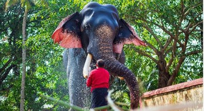 ഗുരുവായൂർ ദേവസ്വം ആനകൾക്കുള്ള സുഖചികിത്സ ജൂലായ് ഒന്നിന് ആരംഭിക്കും ഗുരുവായൂർ ദേവസ്വം ആനകൾക്കുള്ള സുഖചികിത്സ ജൂലായ് ഒന്നിന് ആരംഭിക്കും