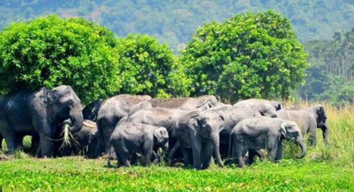 കനത്ത മഴയും പ്രതികൂല കാലാവസ്ഥയും ; ആനകളുടെ കണക്കെടുപ്പ് പാതിവഴിയിൽ കനത്ത മഴയും പ്രതികൂല കാലാവസ്ഥയും ; ആനകളുടെ കണക്കെടുപ്പ് പാതിവഴിയിൽ