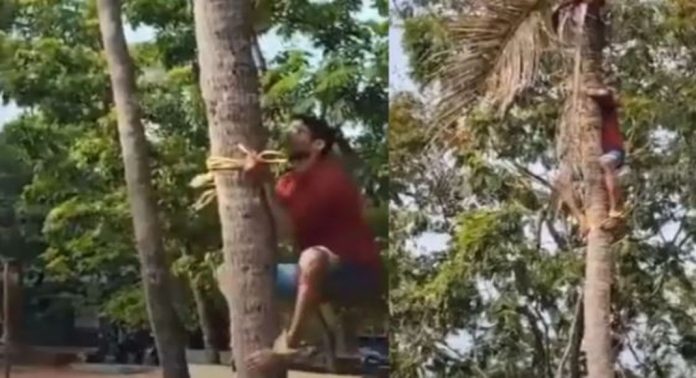 സ്കൂളിൽ തേങ്ങ ഇടാൻ ആളെ കിട്ടാനില്ല ; ഒടുവിൽ സർ തെങ്ങിൽ കയറി തേങ്ങയിട്ടു …, കൈയ്യടിച്ച് വിദ്യാർത്ഥികൾ സ്കൂളിൽ തേങ്ങ ഇടാൻ ആളെ കിട്ടാനില്ല ; ഒടുവിൽ സർ തെങ്ങിൽ കയറി തേങ്ങയിട്ടു …, കൈയ്യടിച്ച് വിദ്യാർത്ഥികൾ