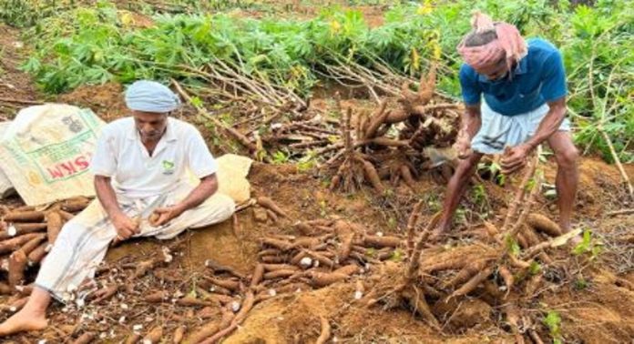 കപ്പ കൃഷിയിൽ ഫംഗസ് ബാധ ; കർഷകർ ആശങ്കയിൽ, തിരിഞ്ഞു നോക്കാതെ അധികൃതർ കപ്പ കൃഷിയിൽ ഫംഗസ് ബാധ ; കർഷകർ ആശങ്കയിൽ, തിരിഞ്ഞു നോക്കാതെ അധികൃതർ