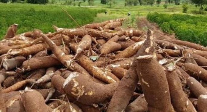 കപ്പവില കുത്തനെ ഇടിഞ്ഞു ; കർഷകർ പ്രതിസന്ധിയിൽ കപ്പവില കുത്തനെ ഇടിഞ്ഞു ; കർഷകർ പ്രതിസന്ധിയിൽ