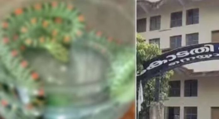 നെയ്യാറ്റിൻകര കോടതി സമുച്ചയത്തിൽ നിന്ന് പാമ്പിനെ പിടികൂടി നെയ്യാറ്റിൻകര കോടതി സമുച്ചയത്തിൽ നിന്ന് പാമ്പിനെ പിടികൂടി