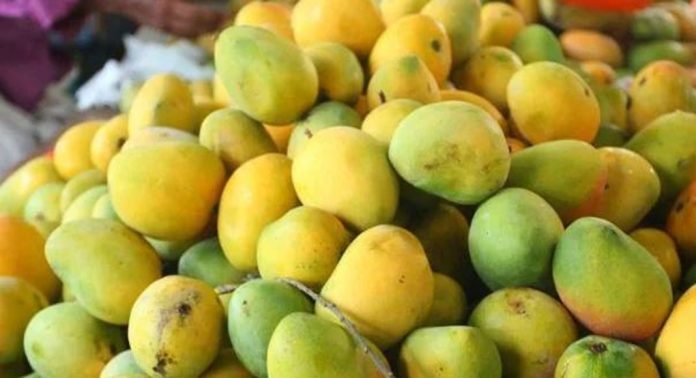 ഖോർഫക്കാനിൽ മാമ്പഴ മഹോത്സവം ഖോർഫക്കാനിൽ മാമ്പഴ മഹോത്സവം