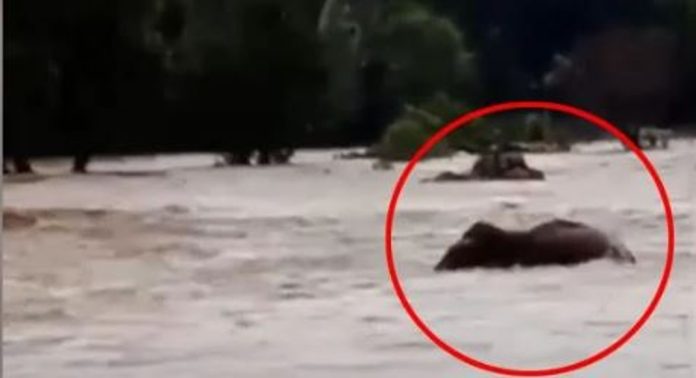 കബനി പുഴയിൽ കാട്ടാനക്കൂട്ടം ഒഴുക്കിൽപ്പെട്ടു ; ഒടുവിൽ സംഭവിച്ചത്… കബനി പുഴയിൽ കാട്ടാനക്കൂട്ടം ഒഴുക്കിൽപ്പെട്ടു ; ഒടുവിൽ സംഭവിച്ചത്…
