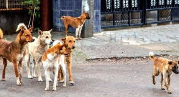 കോട്ടയം മെഡിക്കല് കോളേജ് ക്യാമ്പസില് വിദ്യാര്ഥികളെ കടിച്ച തെരുവുനായയ്ക്ക് പേവിഷബാധ സ്ഥിരീകരിച്ചു ; ജാഗ്രത മുന്നറിയിപ്പ് നൽകി അധികൃതർ കോട്ടയം മെഡിക്കല് കോളേജ് ക്യാമ്പസില് വിദ്യാര്ഥികളെ കടിച്ച തെരുവുനായയ്ക്ക് പേവിഷബാധ സ്ഥിരീകരിച്ചു ; ജാഗ്രത മുന്നറിയിപ്പ് നൽകി അധികൃതർ