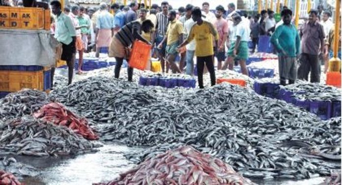 ട്രോളിംഗ് നിരോധനം ; സംസ്ഥാനത്ത് മത്സ്യവില കുതിച്ചുയരുന്നു, അടുക്കളയിൽ ഔട്ടായി മീൻകറി ട്രോളിംഗ് നിരോധനം ; സംസ്ഥാനത്ത് മത്സ്യവില കുതിച്ചുയരുന്നു, അടുക്കളയിൽ ഔട്ടായി മീൻകറി