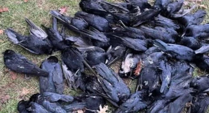 ആലപ്പുഴയിൽ പക്ഷിപ്പനി ഭീതിക്കിടെ കാക്കകളെ കൂട്ടത്തോടെ ചത്തനിലയിൽ കണ്ടെത്തി ; നാട്ടുകാർ പരിഭ്രാന്തിയിൽ… ആലപ്പുഴയിൽ പക്ഷിപ്പനി ഭീതിക്കിടെ കാക്കകളെ കൂട്ടത്തോടെ ചത്തനിലയിൽ കണ്ടെത്തി ; നാട്ടുകാർ പരിഭ്രാന്തിയിൽ…