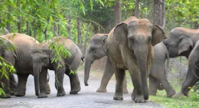 പത്തനംതിട്ടയിലെ ജനവാസ മേഖലയിൽ കാട്ടാനക്കൂട്ടമിറങ്ങി ; പരിഭ്രാന്തിയിൽ നാട്ടുകാർ പത്തനംതിട്ടയിലെ ജനവാസ മേഖലയിൽ കാട്ടാനക്കൂട്ടമിറങ്ങി ; പരിഭ്രാന്തിയിൽ നാട്ടുകാർ