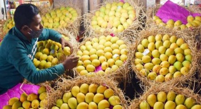 ഉഷ്ണതരംഗവും കാലംതെറ്റിയുള്ള മഴയും ; മാംഗോസിറ്റിയുടെ നഷ്ടം 390 കോടി രൂപ ഉഷ്ണതരംഗവും കാലംതെറ്റിയുള്ള മഴയും ; മാംഗോസിറ്റിയുടെ നഷ്ടം 390 കോടി രൂപ