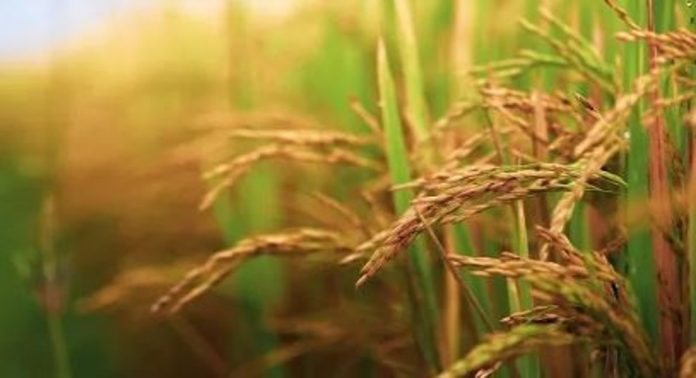 നെല്ലിന്റെ താങ്ങുവില ; കേരളത്തിൽ ഉടൻ കൂടാനിടയില്ല നെല്ലിന്റെ താങ്ങുവില ; കേരളത്തിൽ ഉടൻ കൂടാനിടയില്ല