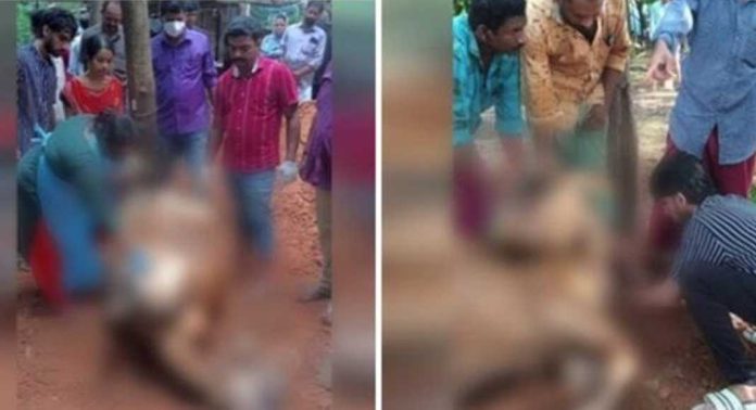 അമിതമായി പൊറോട്ട തിന്ന അഞ്ച് പശുക്കൾ ചത്തു അമിതമായി പൊറോട്ട തിന്ന അഞ്ച് പശുക്കൾ ചത്തു