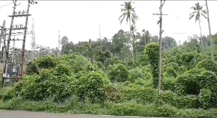കേന്ദ്ര സർക്കാർ സംസ്ഥാന സർക്കാരിന് വിട്ടുകൊടുത്ത ഭൂമി ഇഴജന്തുക്കളുടെയും ക്ഷുദ്രജീവികളുടെയും താവളമാകുന്നു കേന്ദ്ര സർക്കാർ സംസ്ഥാന സർക്കാരിന് വിട്ടുകൊടുത്ത ഭൂമി ഇഴജന്തുക്കളുടെയും ക്ഷുദ്രജീവികളുടെയും താവളമാകുന്നു