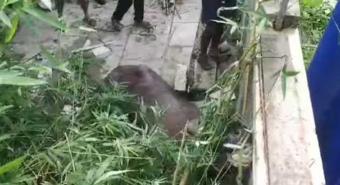 ബലി പെരുന്നാളിന് അറക്കാനായി കൊണ്ടുവന്ന പോത്ത് വിരണ്ടോടി ; ഒരാള്ക്ക് പരിക്കേറ്റു ബലി പെരുന്നാളിന് അറക്കാനായി കൊണ്ടുവന്ന പോത്ത് വിരണ്ടോടി ; ഒരാള്ക്ക് പരിക്കേറ്റു