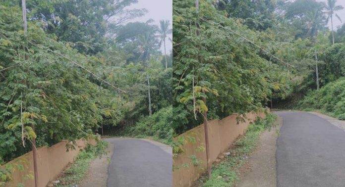 തൊടലി മുള്ള് യാത്രക്കാർക്ക് ഭീഷണിയാകുന്നു തൊടലി മുള്ള് യാത്രക്കാർക്ക് ഭീഷണിയാകുന്നു