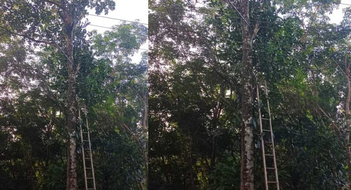റാന്നിയിൽ ചക്ക പറിക്കുന്നതിനിടെ ഗൃഹനാഥന് ഷോക്കേറ്റു റാന്നിയിൽ ചക്ക പറിക്കുന്നതിനിടെ ഗൃഹനാഥന് ഷോക്കേറ്റു