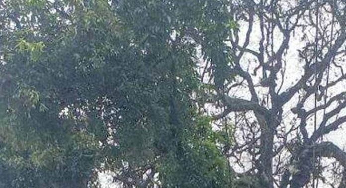യാത്രക്കാർക്ക് ഭീഷണിയായി ഉണങ്ങിയ വൻമരം യാത്രക്കാർക്ക് ഭീഷണിയായി ഉണങ്ങിയ വൻമരം