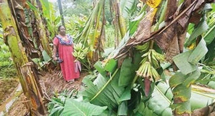 കടമ്പനാട് മാഞ്ഞാലി ഭാഗത്തെ ഒലിച്ചലാമംഗലം ഏലായിലെ രണ്ടായിരത്തോളം വാഴ നശിച്ചു കടമ്പനാട് മാഞ്ഞാലി ഭാഗത്തെ ഒലിച്ചലാമംഗലം ഏലായിലെ രണ്ടായിരത്തോളം വാഴ നശിച്ചു