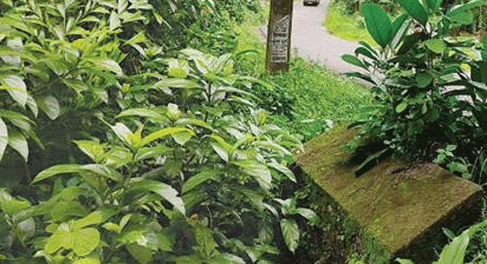 നടയ്ക്കൽ – കവിയൂർ പാതയിൽ കലുങ്കുകളും ഓടകളും കാടുമൂടിയും മാലിന്യം നിറഞ്ഞും നീരൊഴുക്ക് നിലയ്ക്കുന്നു നടയ്ക്കൽ – കവിയൂർ പാതയിൽ കലുങ്കുകളും ഓടകളും കാടുമൂടിയും മാലിന്യം നിറഞ്ഞും നീരൊഴുക്ക് നിലയ്ക്കുന്നു