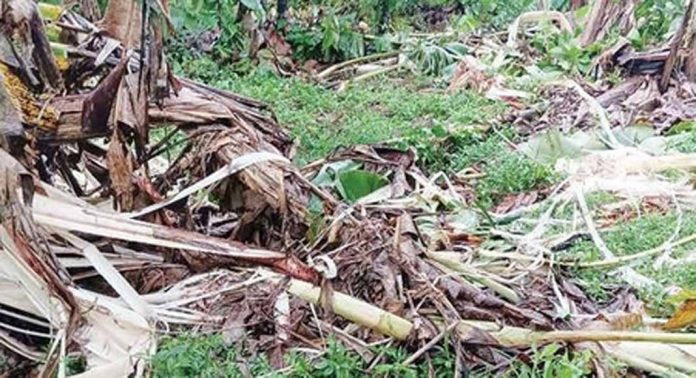 നീരാമക്കുളത്ത് കാട്ടാനകൾ വാഴ നശിപ്പിച്ചു നീരാമക്കുളത്ത് കാട്ടാനകൾ വാഴ നശിപ്പിച്ചു