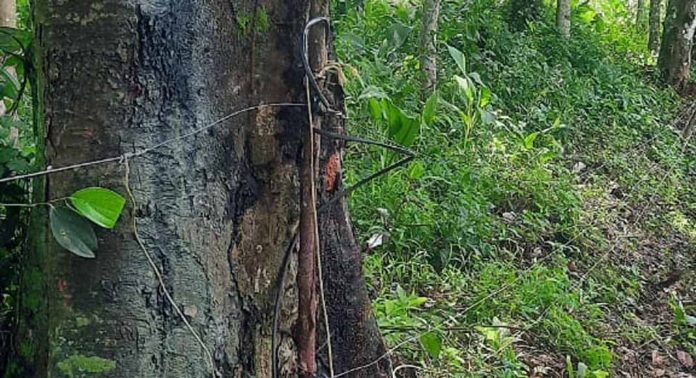 കോന്നി വടക്കേ മണ്ണീറയിൽ കാട്ടാന കൂട്ടം സ്വാകാര്യ വ്യക്തികൾ സ്ഥാപിച്ച സൗരോർജ വേലി നശിപ്പിച്ചു കോന്നി വടക്കേ മണ്ണീറയിൽ കാട്ടാന കൂട്ടം സ്വാകാര്യ വ്യക്തികൾ സ്ഥാപിച്ച സൗരോർജ വേലി നശിപ്പിച്ചു