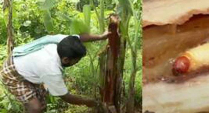 കോട്ടയം ജില്ലയുടെ കിഴക്കൻ മേഖലയിൽ വാഴകർഷകർക്ക് ഭീഷണിയായി പിണ്ടിപ്പുഴു ആക്രമണം കോട്ടയം ജില്ലയുടെ കിഴക്കൻ മേഖലയിൽ വാഴകർഷകർക്ക് ഭീഷണിയായി പിണ്ടിപ്പുഴു ആക്രമണം